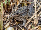 Pelophylax ridibundus 3101009