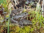 Pelophylax ridibundus 3101020