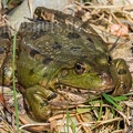 Pelophylax ridibundus 3101028