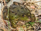 Pelophylax ridibundus 3101028
