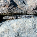 Podarcis muralis brongniardii male 3101037