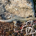 Podarcis muralis brongniardii male 3101040