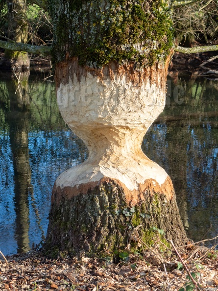 Biberfrass_3101046.jpg