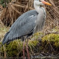 Ardea cinerea 3111111