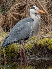 Ardea cinerea 3111111