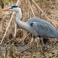 Ardea cinerea 3111133