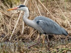 Ardea cinerea 3111133