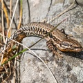 Podarcis muralis brongniardii male 3111088