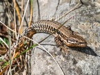 Podarcis muralis brongniardii male 3111088