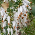 Erica carnea 3141156 aRGB