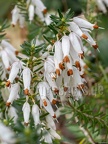 Erica carnea 3141156 aRGB