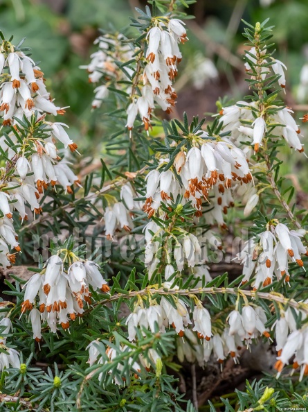 Erica_carnea_3141166_aRGB.jpg