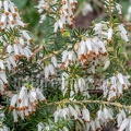 Erica carnea 3141166 aRGB