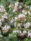 Erica carnea 3141166 aRGB