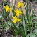 Narcissus pseudonarcissus 3141142