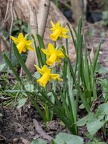 Narcissus pseudonarcissus 3141142 aRGB