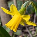 Narcissus pseudonarcissus 3141152