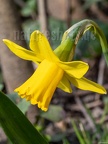 Narcissus pseudonarcissus 3141152 aRGB