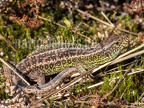 Lacerta agilis agilis male 3151167 aRGB