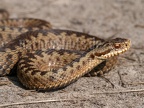 Vipera berus male 3151178 aRGB