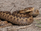 Vipera berus male 3151181 aRGB