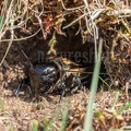 Gryllus campestris 4260012