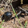 Gryllus campestris 4260019