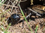 Gryllus campestris 4260019
