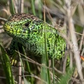 Lacerta agilis agilis male 4260036