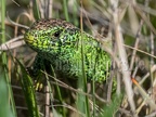 Lacerta agilis agilis male 4260036