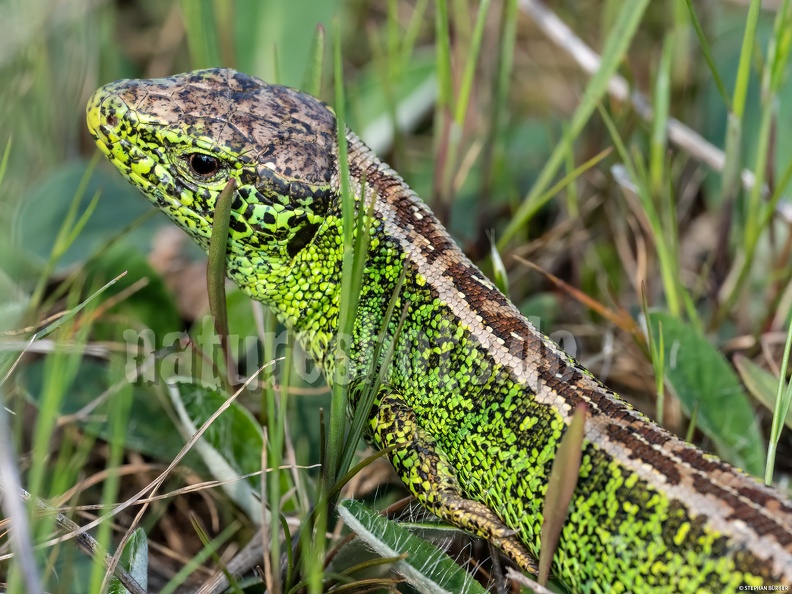 Lacerta_agilis_agilis_4260049.jpg