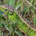 Lacerta agilis agilis male 4260049