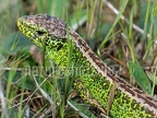 Lacerta agilis agilis male 4260049