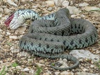 Natrix helvetica 6070252 (1 of 3)