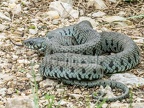 Natrix helvetica 6070265 (2 of 3)