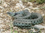 Natrix helvetica 6070275 (3 of 3)