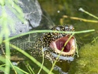 Emys orbicularis female 6040021