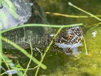 Emys orbicularis female 6040024