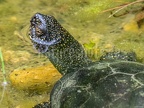Emys orbicularis female 6040039