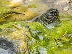Emys orbicularis female 6040049