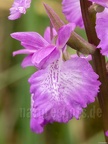 Anacamptis palustris 6040057