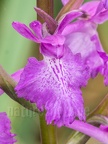 Anacamptis palustris 6040060