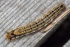 Euthrix potatoria caterpillar 6040079