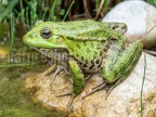 Pelophylax ridibundus 6040016