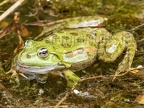Pelophylax ridibundus 6040041