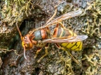 Vespa crabro 6040088