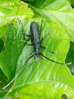 Cerambyx scopolii male 6050201