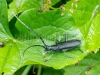 Cerambyx scopolii male 6050204