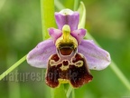 Ophrys holoserica 6050213
