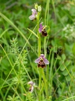 Ophrys holoserica 6050222